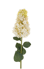 Hydrangea Paniculata White Stem