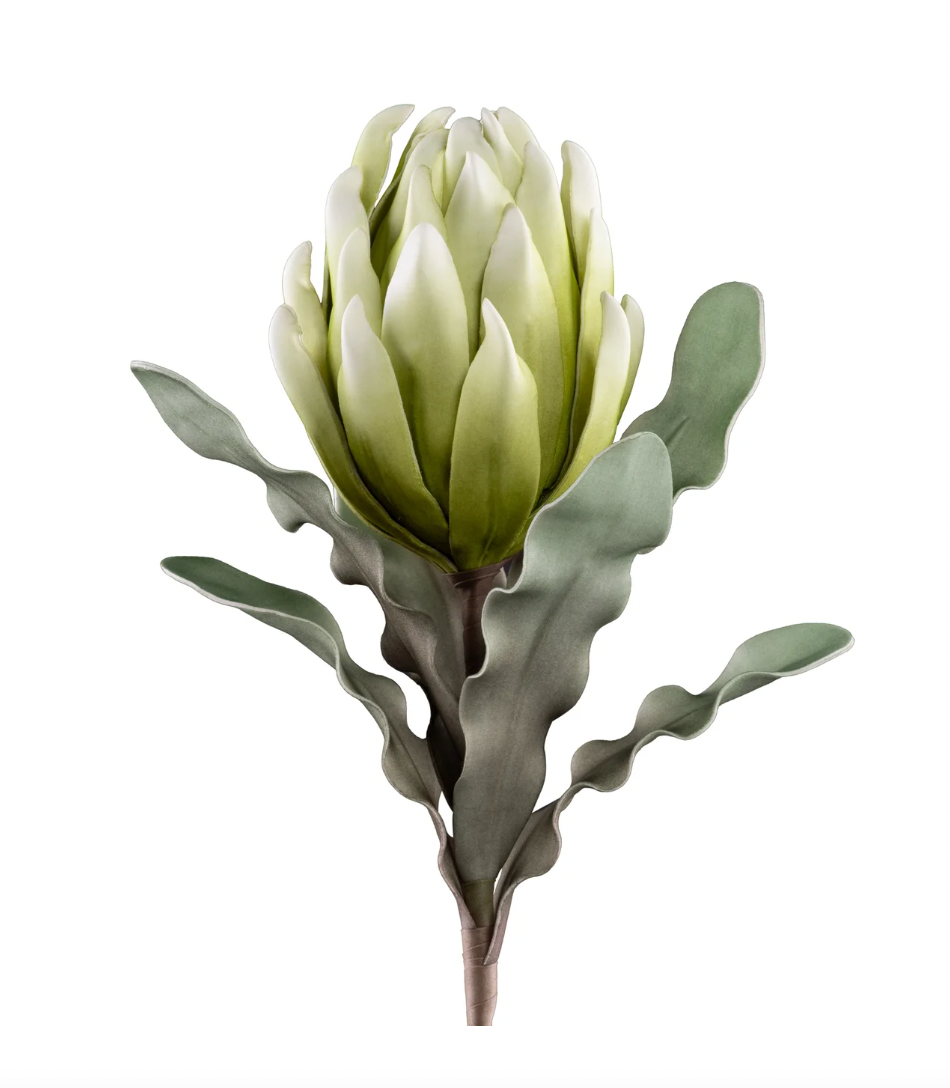 Desert Blooming Protea 33L" Stem - Green