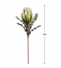 Desert Blooming Protea 33L" Stem - Green